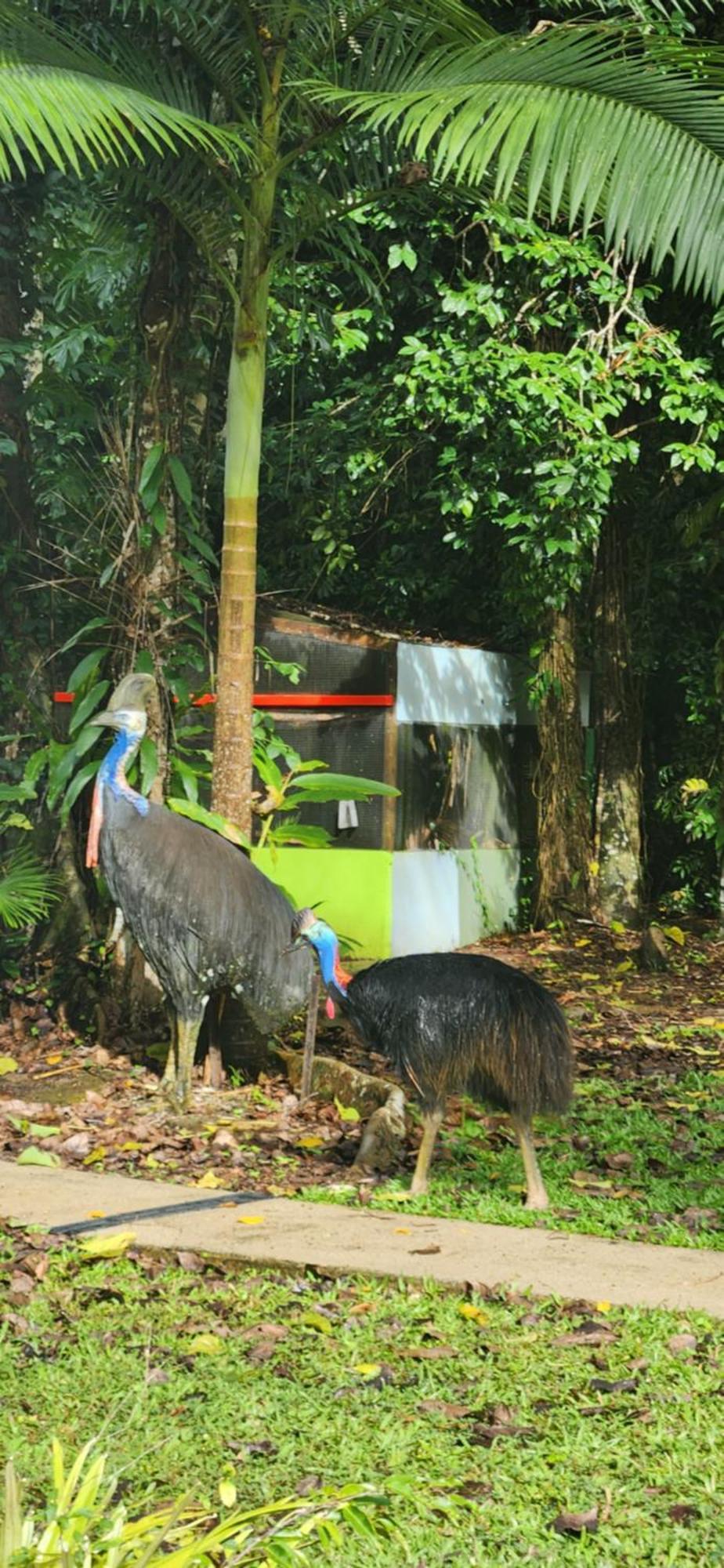 Villa Daintree Siesta à Diwan Extérieur photo